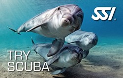 SSI Introductieduik