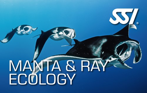 SSI Specialty Manta Ray Ecology