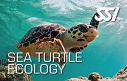 SSI Specialty Sea Turtle Ecology Privé