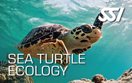 SSI Specialty Sea Turtle Ecology Privé